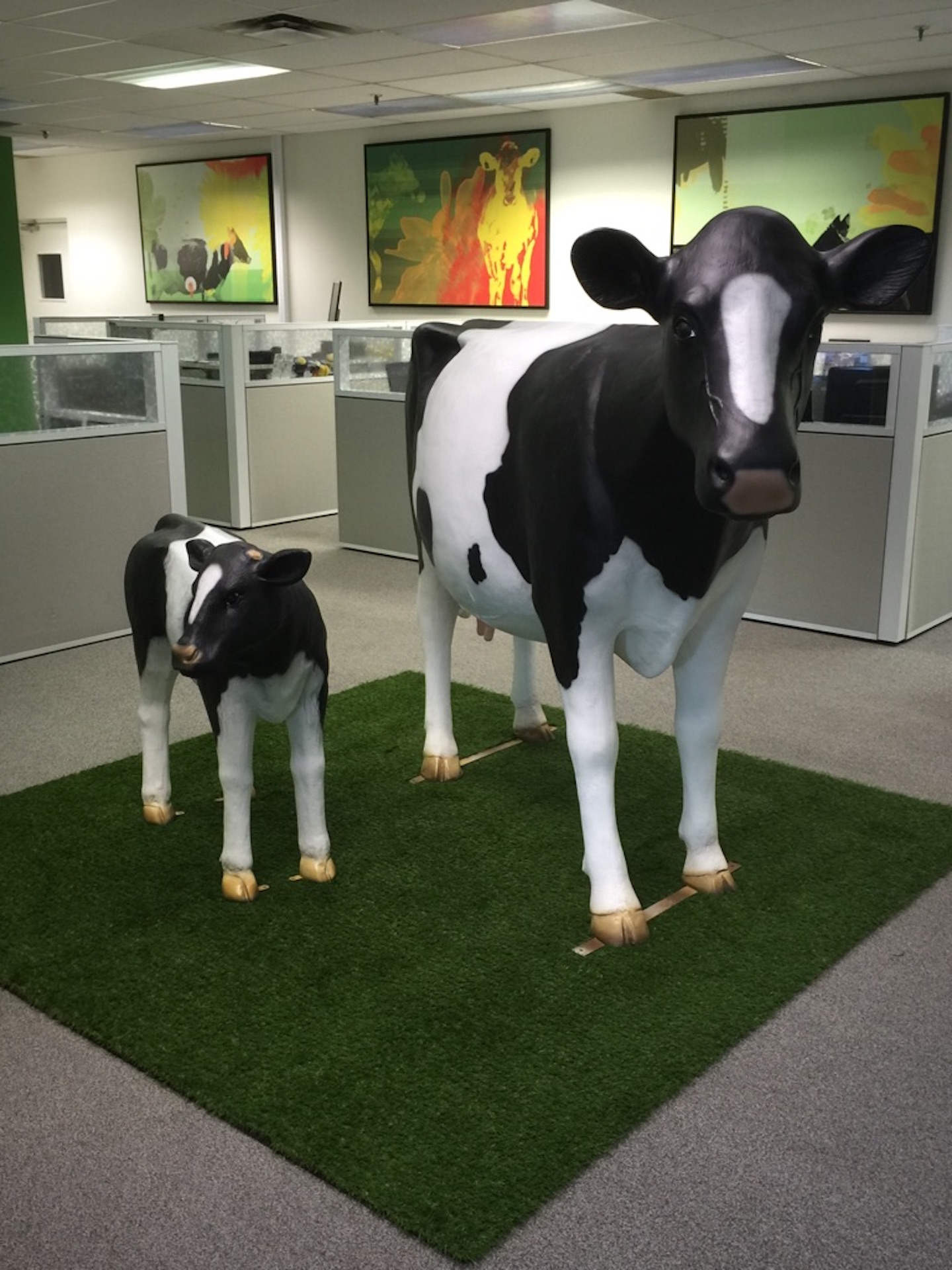 Custom cow display installed in an office.
